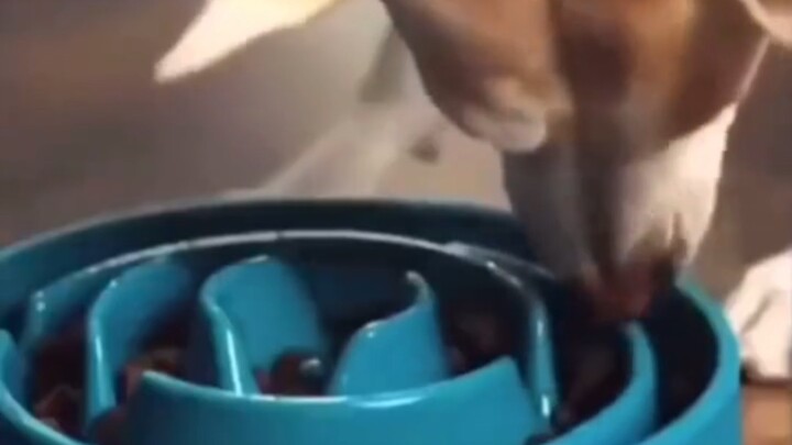 Dog: Don’t do those useless things