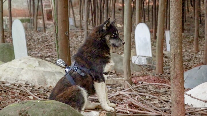 Sebuah kamera dipasang pada seekor anjing husky liar, dan rekamannya sangat mengejutkan hingga membu