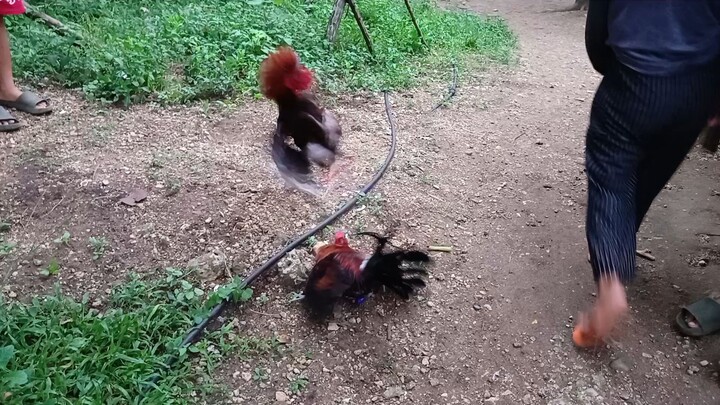 Mclean Kelso VS Mclean Hatch Spar