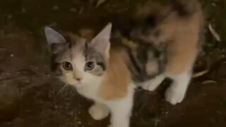 "แมวในฝัน"