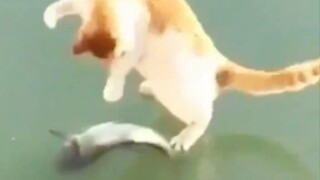 Cat: Don't even mention it—I'll just end up making a fool of myself!