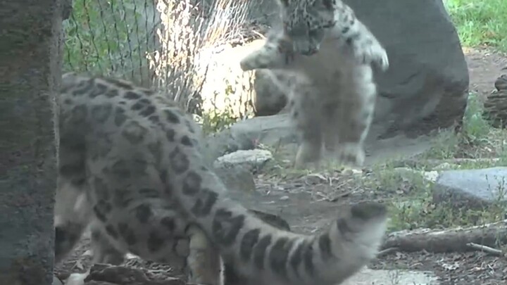 【Snow Leopard】Baby Snow Leopard: "Big Tail, here I come!"