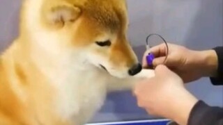 [Shiba Inu] The Shiba Inu stretched out its paw to draw blood, its hind legs trembling as it pretend
