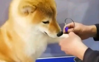 【柴犬】柴犬抽血主动伸爪，后腿颤抖强装镇定。