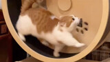 Some cats turn into little hamsters while running