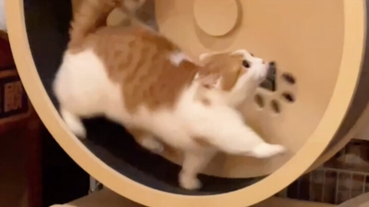 Beberapa kucing berubah menjadi hamster kecil saat berlari