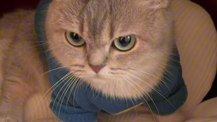 I heard that if you lick a cat's head, he will think you are his boss.