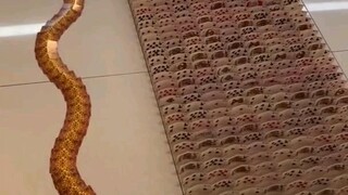 โดมิโนการ์ดสุดฟิน!