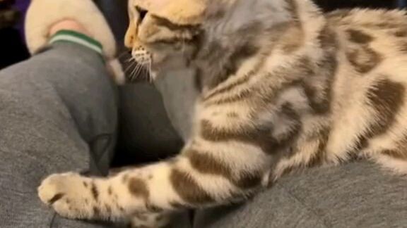 like the video please 🥺