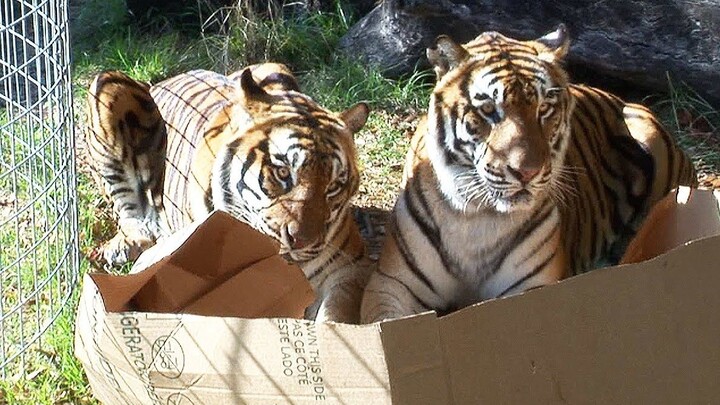 “Mengemas harimau, singa, macan tutul, dan lynx dari Tiongkok Timur Laut dalam kotak kardus” – selam