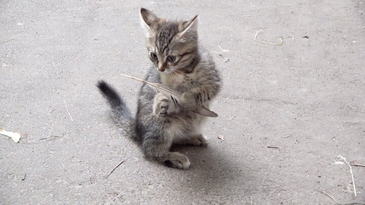 Three kittens playing in the street near their home