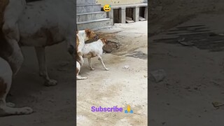 OMG 😳 dog funny video 🤣#shorts #funny #viral #dog #sexy #video