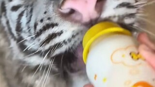 没吃宵夜的和虎虎一块吃