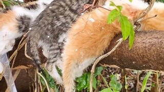 Karena cinta, sangat terluka, kucing bodoh, selalu takut orang lain akan menyakiti bayinya