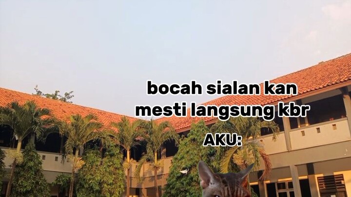 Film Kucing