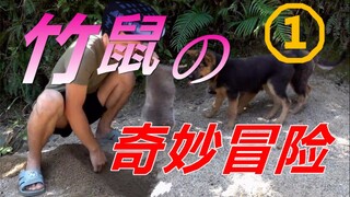 【竹鼠の奇妙冒险】用JOJO的方式打开华农兄弟