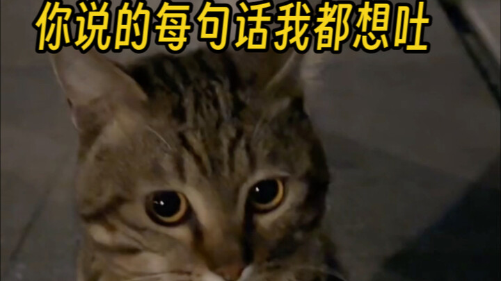 Mèo: Lời thiện kết duyên lành, lời ác làm tổn thương lòng người