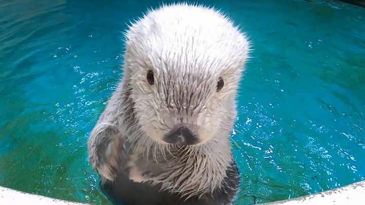鸟羽水族馆 小梅未公开视频特辑