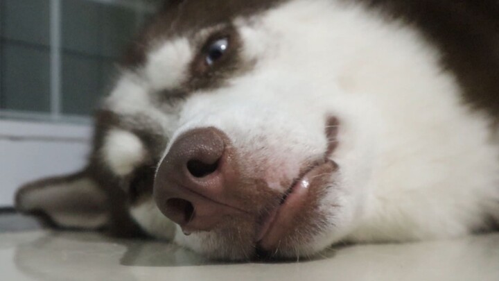 When a husky goes wild seeing its owner, will it go just as crazy together with them?