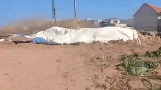 Mother's love is great. Xiao Huang is so big now, but his mother still misses him. I decided to catc