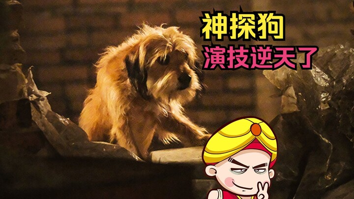 【Tang Tang】Chú chó này diễn xuất đỉnh quá trời! Bình luận bá đạo cho “Thám tử chó Benji”