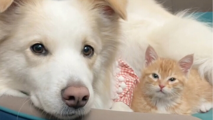 How Bella brought up Duoduo