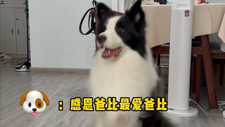 After my 72nd attempt to interact with this daddy’s boy dog, fine—another day of pure frustration an