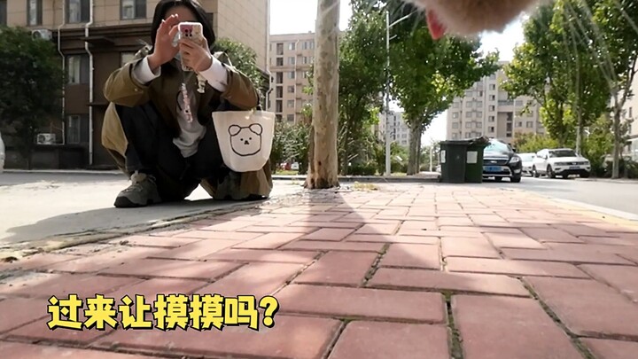 Cat: I ran into a big sister on my way out today—she’s really nice, but she talks *a lot*!