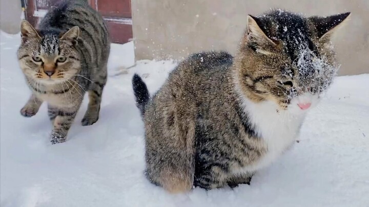 Kucing macan tutul: Pasir kucing ini terlalu dingin, baru aja kencing udah langsung beku!