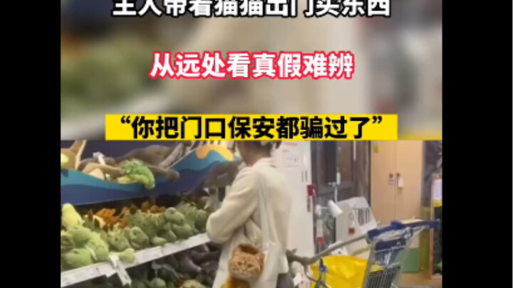 The owner takes the cat out shopping; from a distance, it’s hard to tell which one is real!