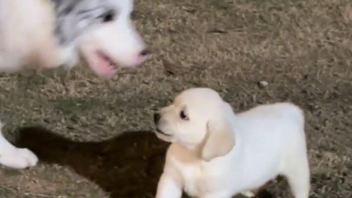 Puppy: Get lost! Border Collie: Get lo–o–ost~
