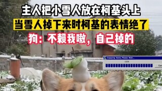 Corgi: This isn’t my fault—it fell off by itself! #AdorablyHilarious...