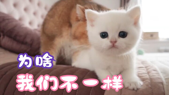 Bé mèo Anh lông ngắn màu trắng và “bố” lớp lông vàng nhạt