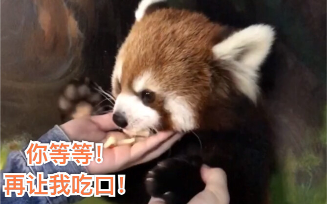 【แพนด้าแดง】คิดว่าฉันเป็นแพนด้าแดงแบบที่แค่ให้แอปเปิลเล็กๆ ไม่กี่ชิ้นก็ยอมให้คุณลูบพุงได้ตามใจงั้นเหร