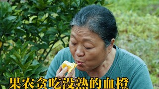 果农不舍的疏果，还贪吃剪下来的生血橙，结果出大事了！