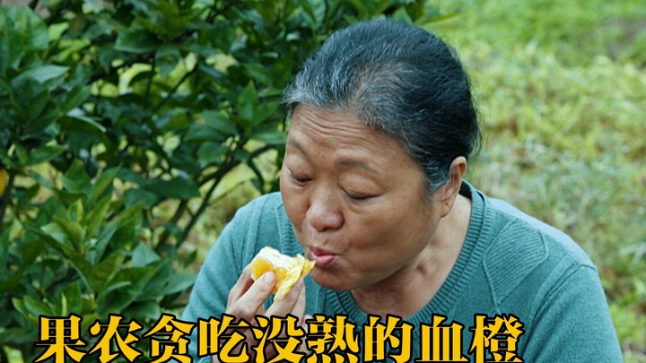 ชาวสวนผลไม้เสียดายที่ต้องตัดแต่งผลไม้ แถมยังอดใจไม่ไหวกินส้มเลือดดิบที่ตัดออกมา สุดท้ายเกิดเรื่องใหญ