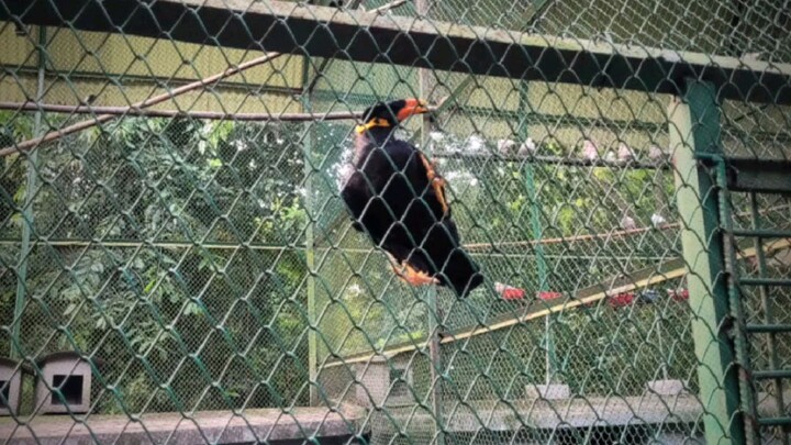 so beautiful birds, and amazing song,