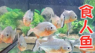 比鳄鱼还凶残的来了，它就是-食人鱼