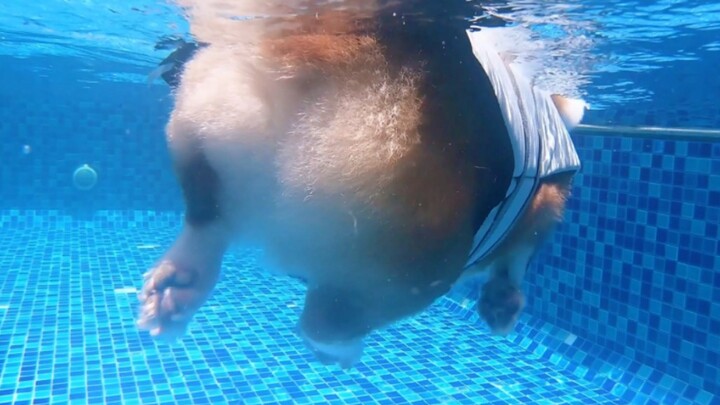 The underwater POV of a corgi swimming is just too fun!