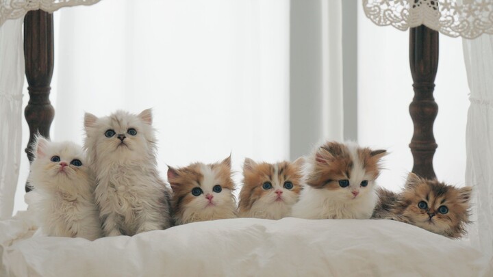 How hard is it to get 6 baby kittens to pose for a group photo?