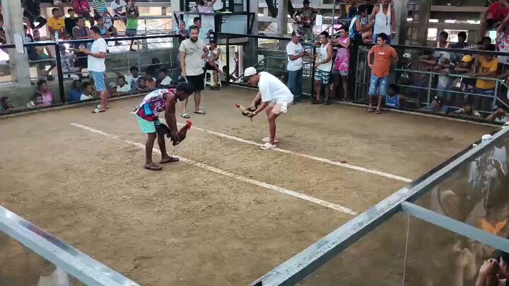 quality  vs pogi TripleAGameFarm