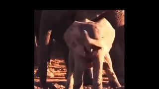 أشكُّ في أن الفيل الصغير مُرتَدٍ من قبل إنسان.