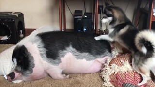 [Động vật]Chú chó Husky bị con heo đang ngủ làm cho phát điên