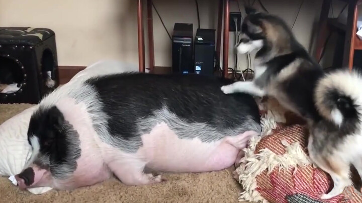 [Động vật]Chú chó Husky bị con heo đang ngủ làm cho phát điên