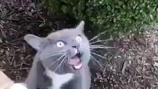 Video asli Elektronik Kucing