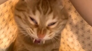 هل هذا الشيء يأكل الناس؟