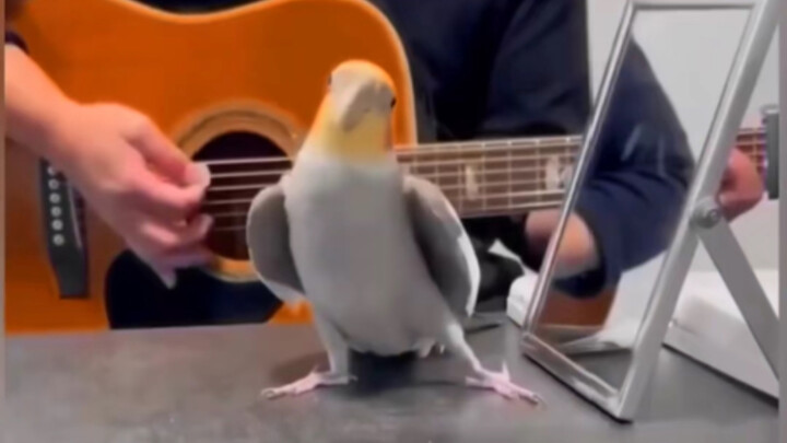 怕你没有见过小鸡唱歌