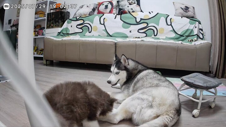 I bought an Alaskan for my 5-year-old stable-tempered Siberian Husky—she's driving me crazy!