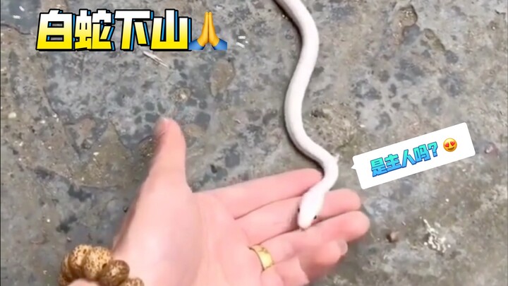 Menjelang Festival Duanwu, Ular Putih turun gunung mencari tuannya… Video masa kecil Ular Putih (Xue