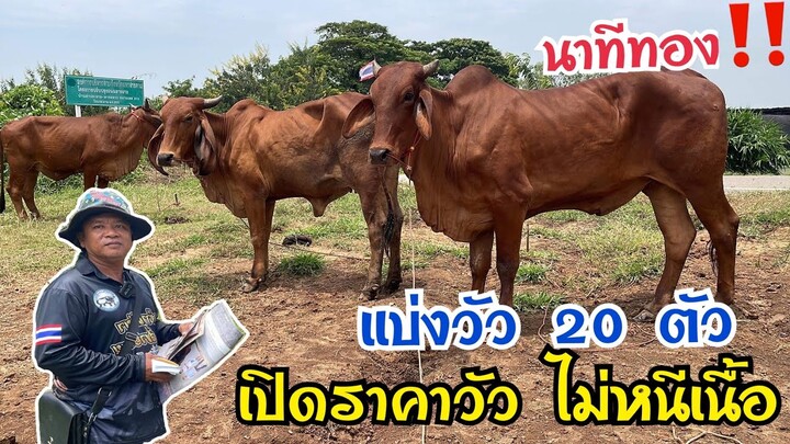 อีกแล้วครับ‼️ถาวรฟาร์ม[8ก.ย.65]สิ้นเดือนเอาใจแฟนคลับเปิดราคากว่า20 ตัววัวไซด์ใหญ่150+ส่งฟรีทั่วอีสาน
